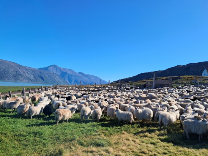 Wandelreis Groenland langs schapenboerderijen