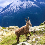 Wandelreis Glacier National Park en Waterton Lakes