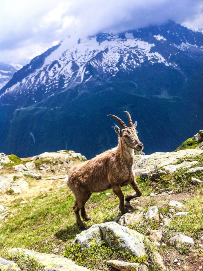 Wandelreis Glacier National Park en Waterton Lakes