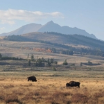 Yellowstone en Grand Teton