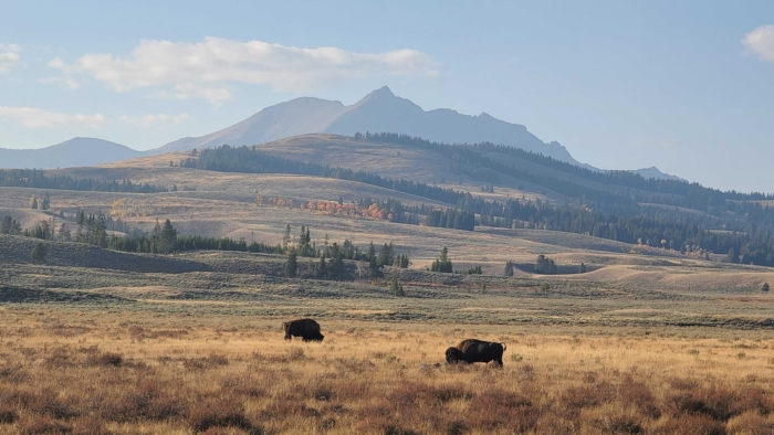 Yellowstone en Grand Teton