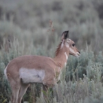 Yellowstone en Grand Teton