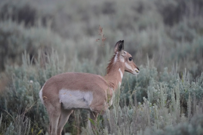 Yellowstone en Grand Teton